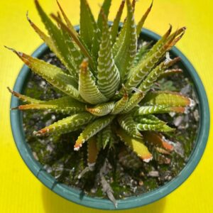 HAWORTHIA ATTENUATA