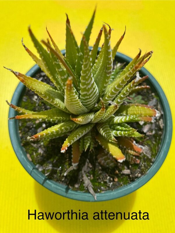 HAWORTHIA ATTENUATA