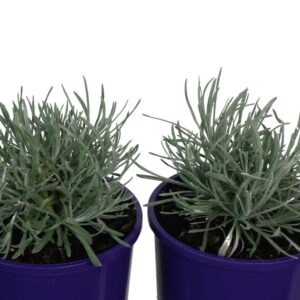 HELICHRYSUM ICICLES