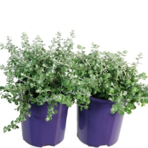 HELICHRYSUM LICORICE