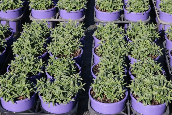HELIANTHEMUM RASPBERRY RIPPLE