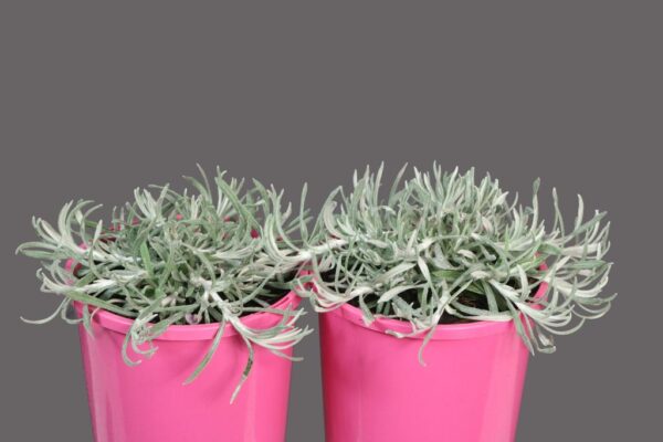 Helichrysum Silvio Spreading