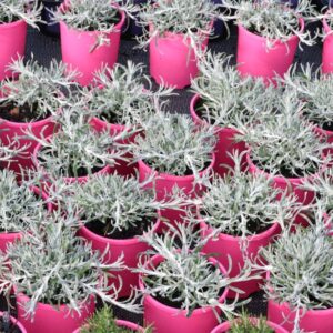 Groundcovers & Climbers