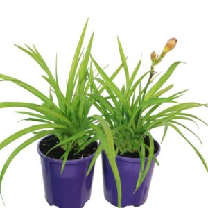 HEMEROCALLIS CRANBERRY BABY