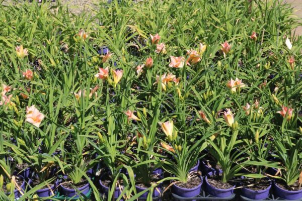 HEMEROCALLIS ON AND ON