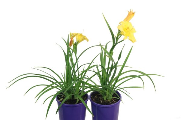 HEMEROCALLIS STELLA BELLA