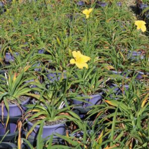 HEMEROCALLIS STELLA BELLA