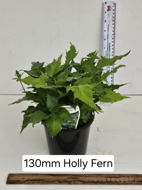 HOLLY FERN