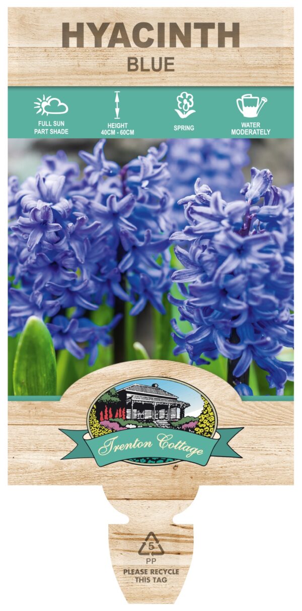 HYACINTH BLUE Triple Planted