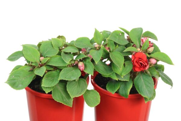 Impatiens Double Glimmer Bright Red