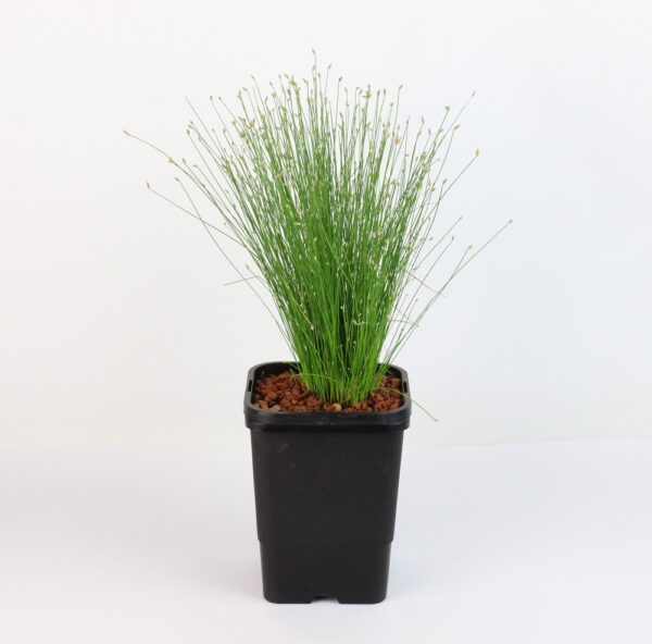 ISOLEPIS CERNUA