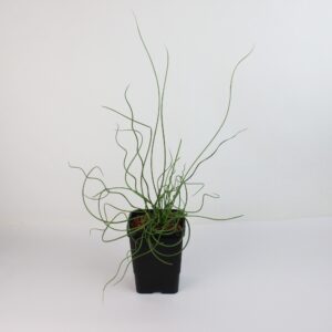 JUNCUS EFFUSUS 'SPIRALIS'