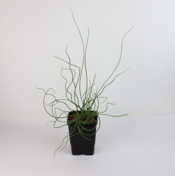 JUNCUS EFFUSUS 'SPIRALIS'