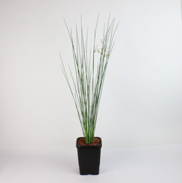JUNCUS POLYANTHEMUS
