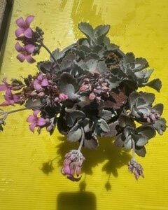 KALANCHOE QUICKSILVER