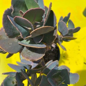 KALANCHOE ROBUSTA