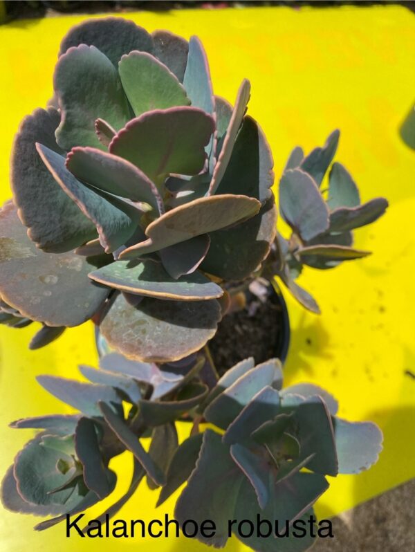 KALANCHOE ROBUSTA