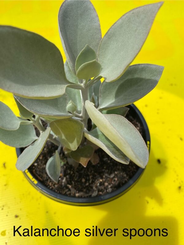KALANCHOE SILVERSPOONS