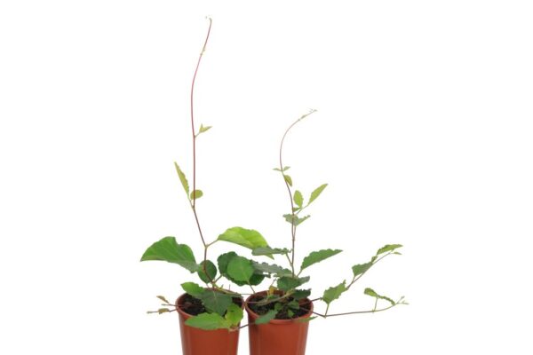 KENNEDIA NIGRICANS