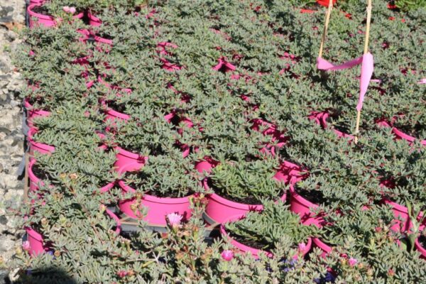 LAMPRANTHUS PINK EXPLOSION