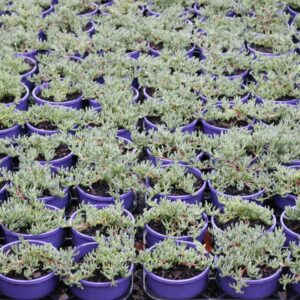 LAMPRANTHUS PURPLE EXPLOSION