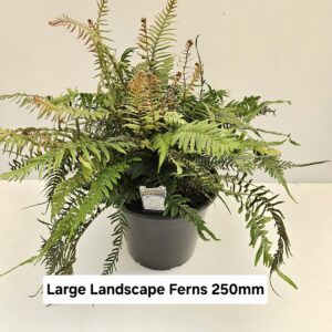 LANDSCAPE FERN