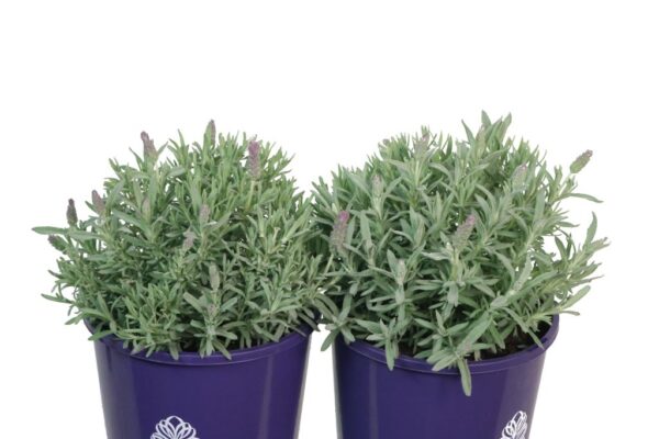 LAVANDULA ICEBERRY RUFFLES