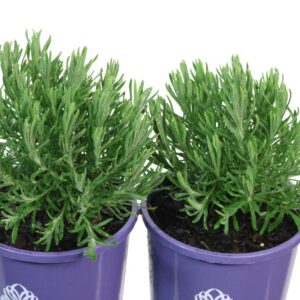 LAVANDULA LILAC LACE