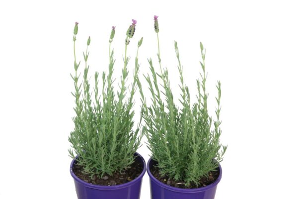 LAVANDULA PINK LACE