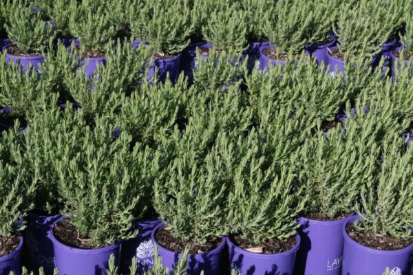 LAVANDULA PINKBERRY RUFFLES