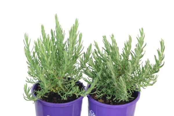LAVANDULA FAIRY WINGS RADIANCE