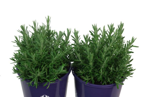 LAVANDULA RAZZLEBERRY RUFFLES