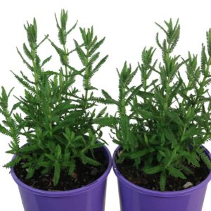 Lavandula dentata Super French