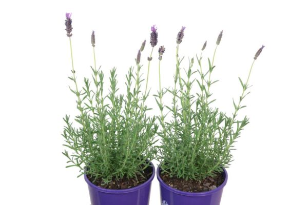 LAVANDULA WINTER LACE