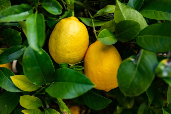 LEMON MEYER