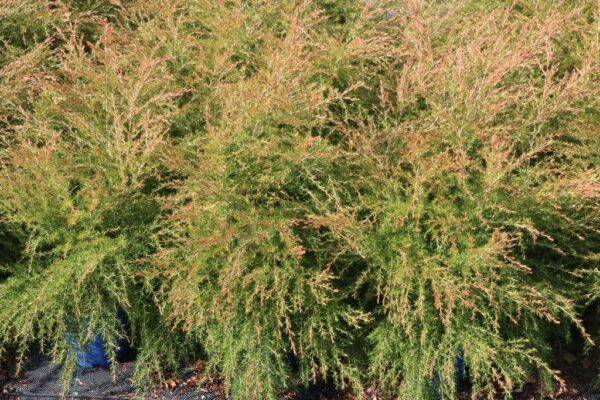 LEPTOSPERMUM CARDWELL