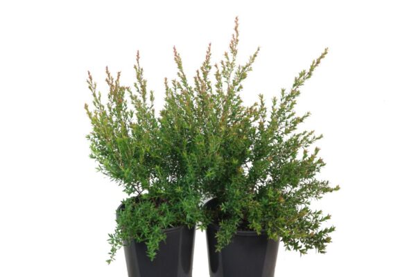 LEPTOSPERMUM LIPSTICK
