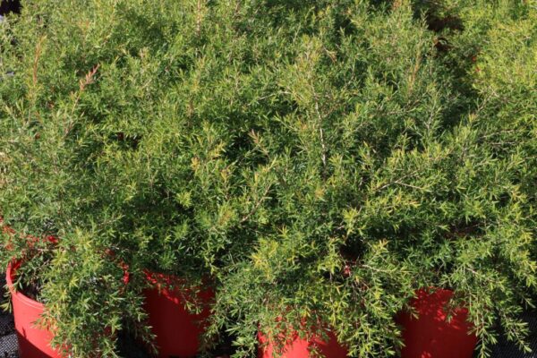 LEPTOSPERMUM OUTRAGEOUS