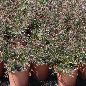 LEPTOSPERMUM STARRY NIGHT