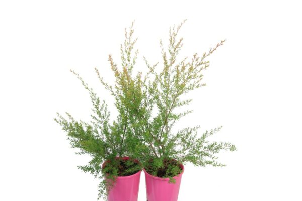 LEPTOSPERMUM TICKLED PINK