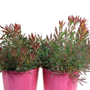 LEUCADENDRON CHEEKY