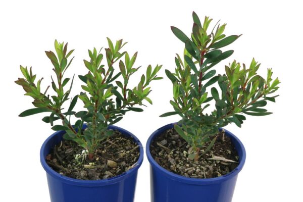 LEUCADENDRON SALIGNUM DEVILS BLUSH