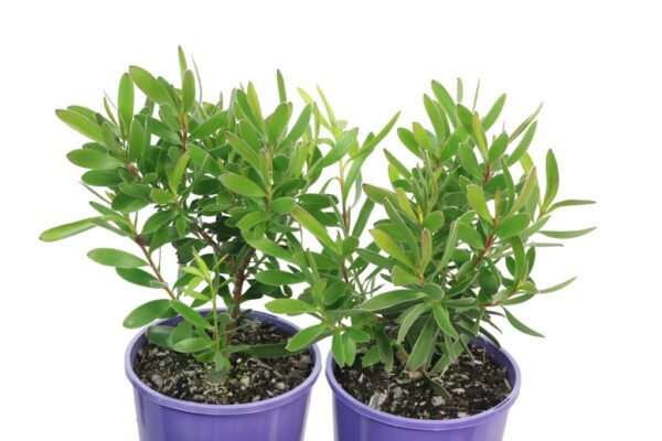 LEUCADENDRON SAFARI GOLDSTRIKE