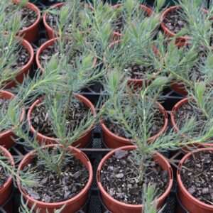 LEUCADENDRON JUBILEE CROWN