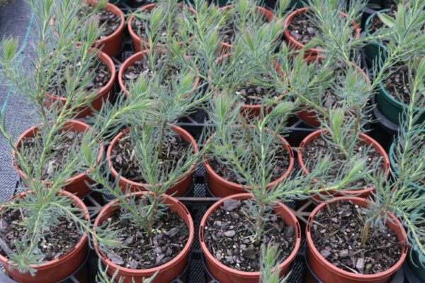 LEUCADENDRON JUBILEE CROWN