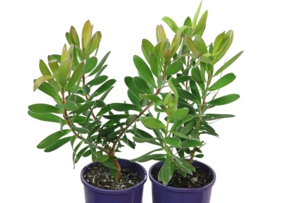 LEUCADENDRON SAFARI GOLDSTRIKE
