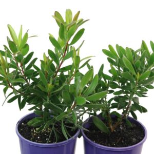 LEUCADENDRON SAFARI GOLDSTRIKE
