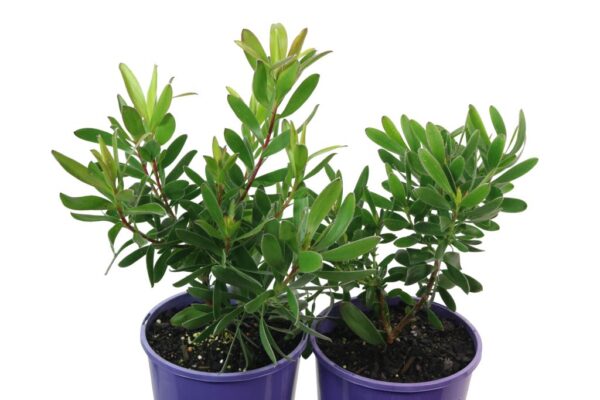LEUCADENDRON SAFARI GOLDSTRIKE