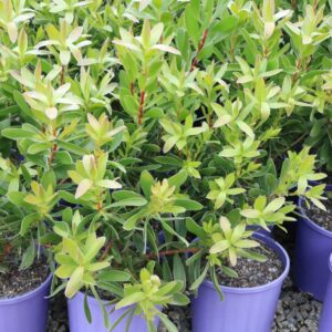 LEUCADENDRON SAFARI GOLDSTRIKE