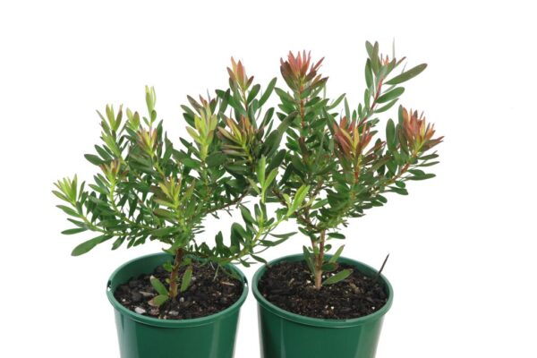 LEUCADENDRON SAFARI SUNSET